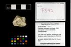 Foto (Objekt + Etikett) von Pithonoton marginatum (von Meyer, 1842)  (NHMW-GEO-2014-0194-0892)